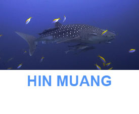 Phuket Dive Guide Hin Muang dive site